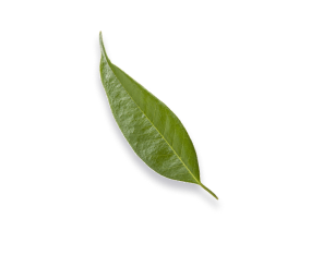 leaf