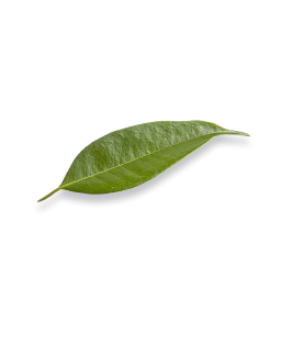 leaf